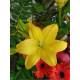 Cesta de Frutas y Flores Tropicana