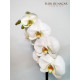 Planta de Orquídea Madison