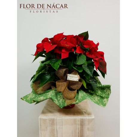 Flor de Pascua